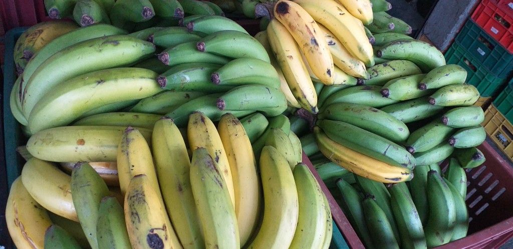 Banano criollo