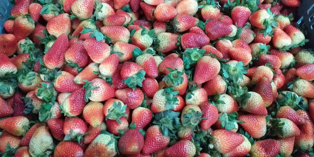 Fresa jumbo