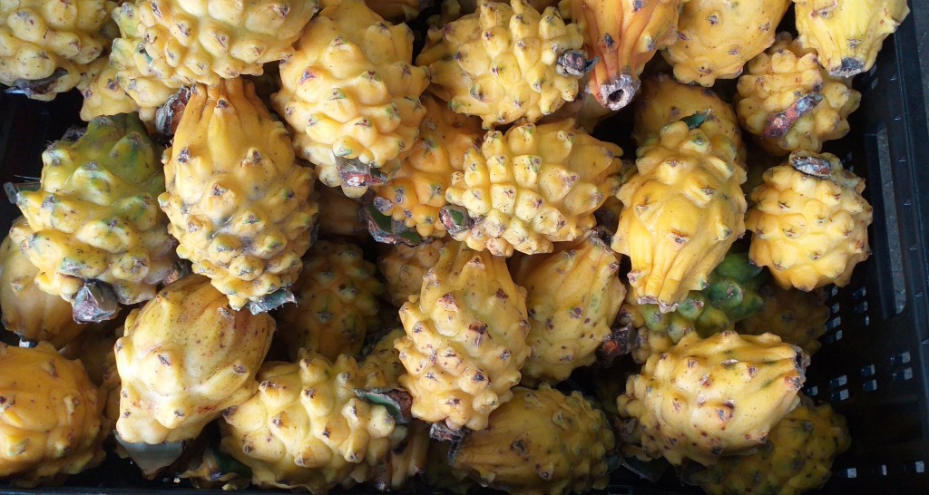 Pitahaya