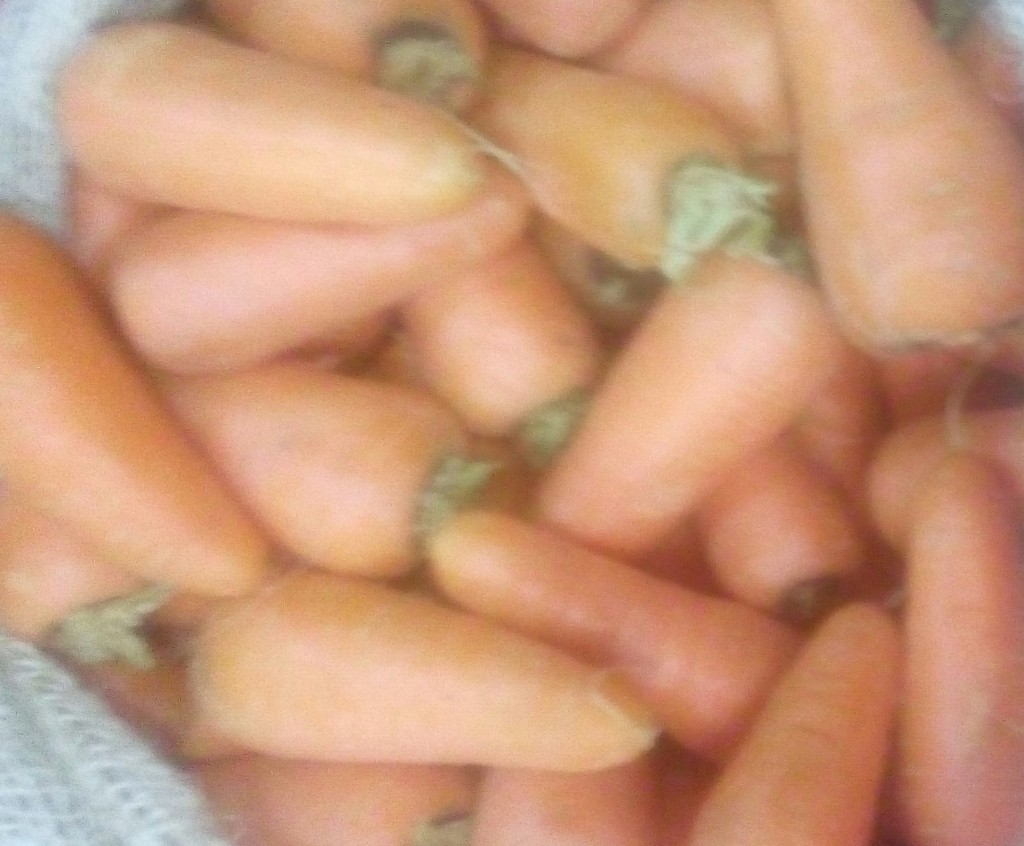 Zanahoria gruesa