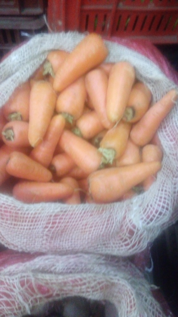 Zanahoria gruesa