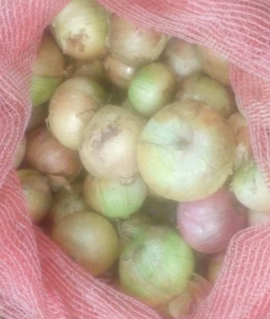 Cebolla cabezona gruesa