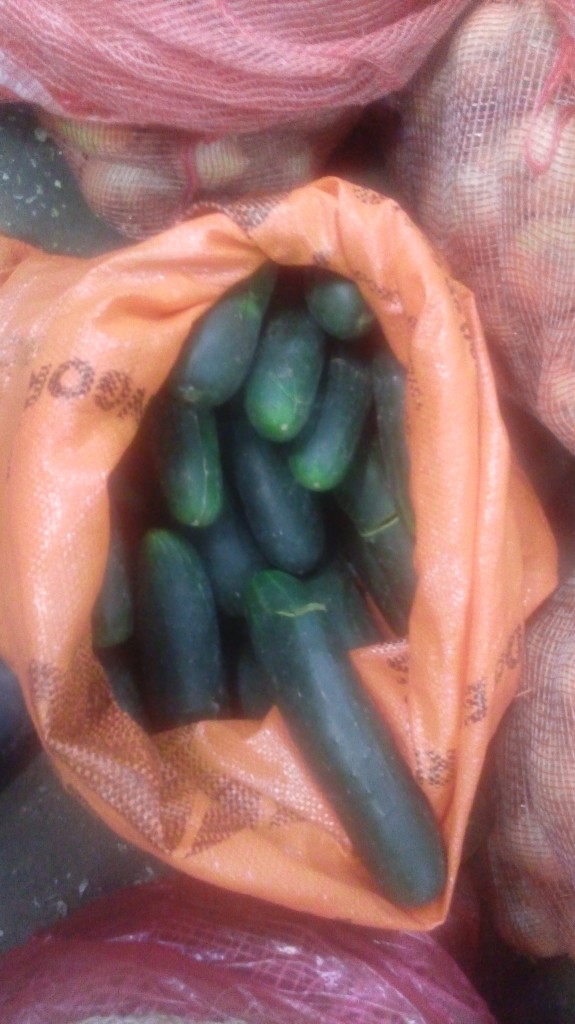 Pepino cohombro