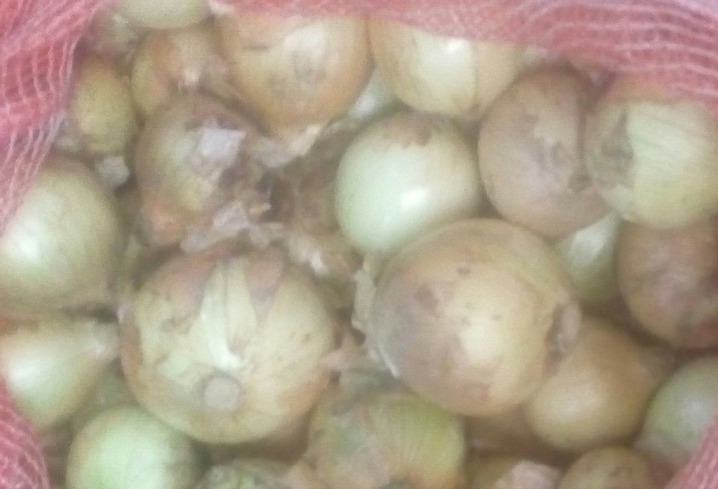 Cebolla cabezona