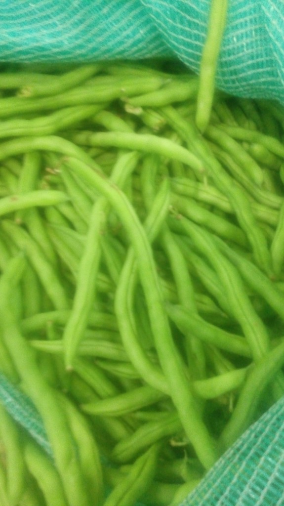 Habichuelas