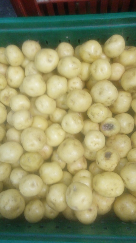 Papa criolla