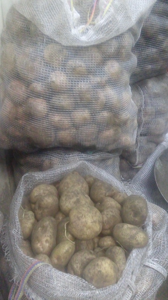 Papa pastusa