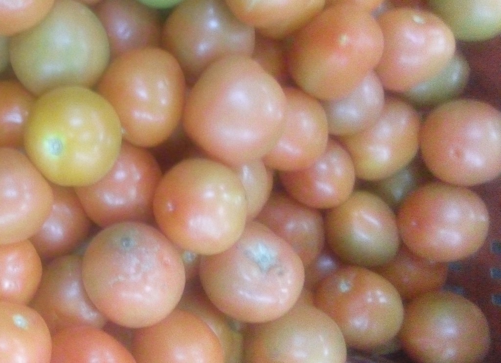 Tomate chonto de tercera
