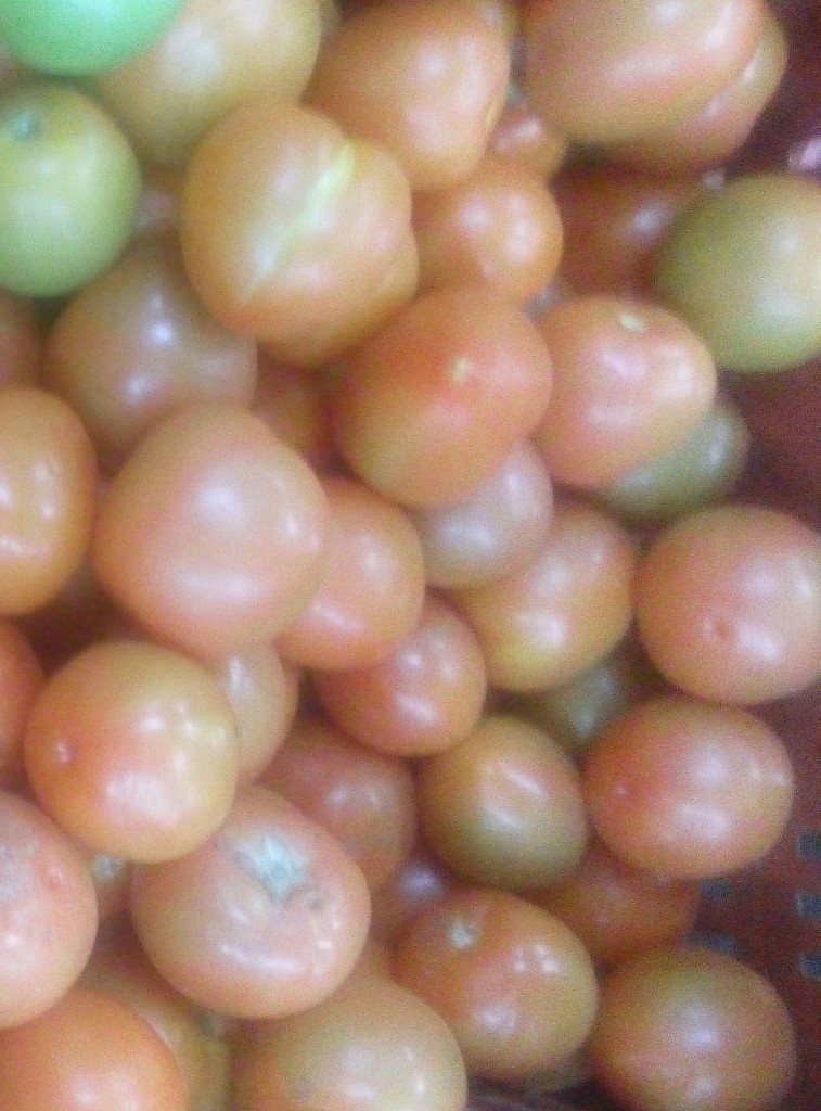 Tomate chonto de segunda