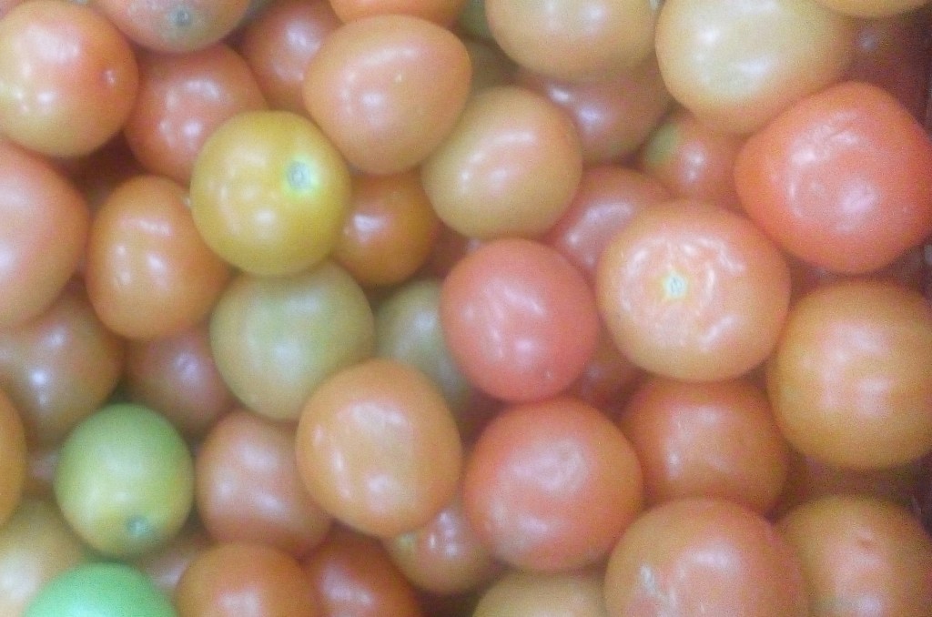 Tomate chonto de cuarta
