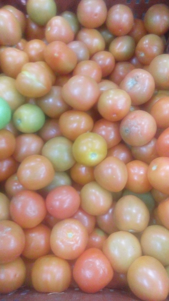 Tomate chonto parejo