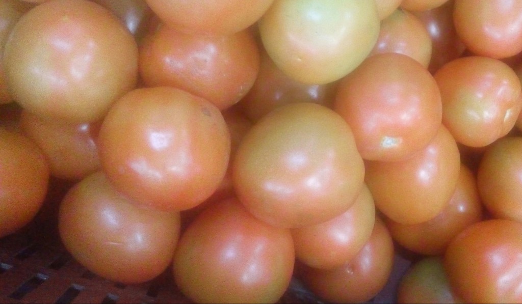 Tomate chonto de primera
