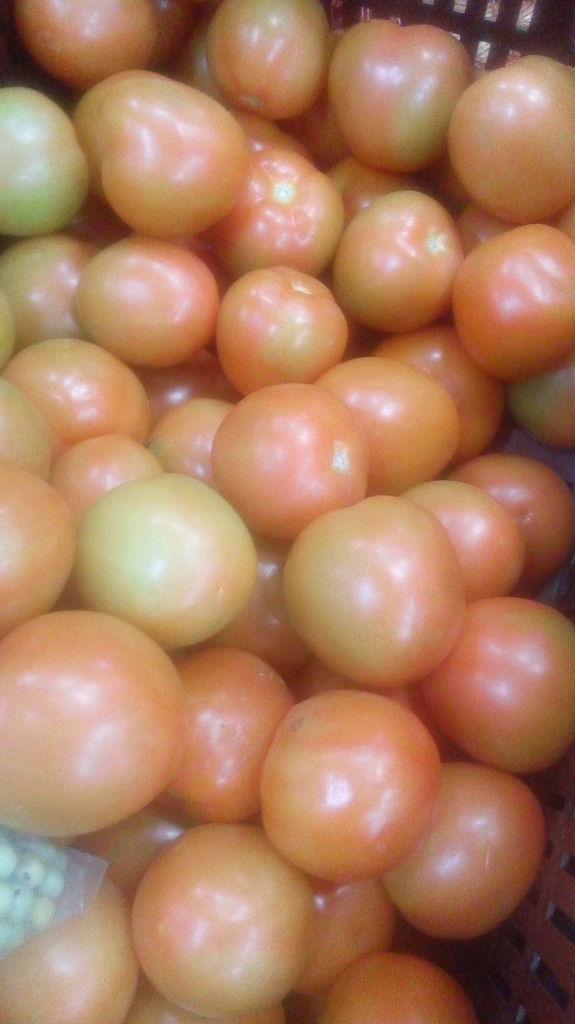 Tomate chonto selecto