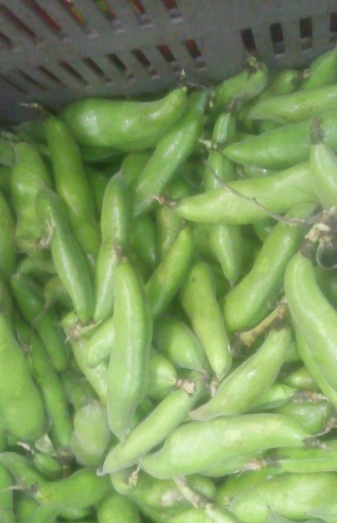 Abás en cascara