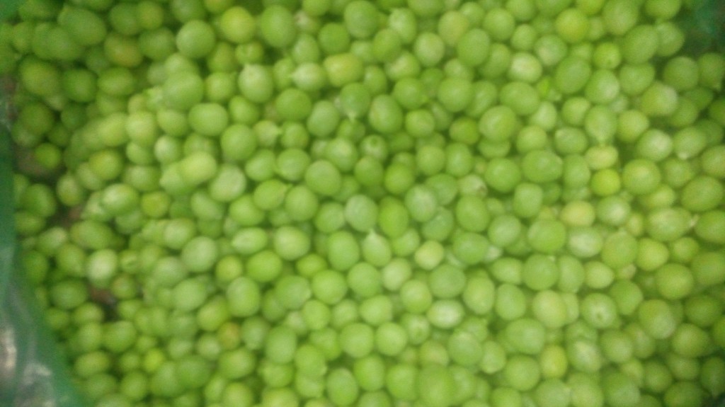 Arveja