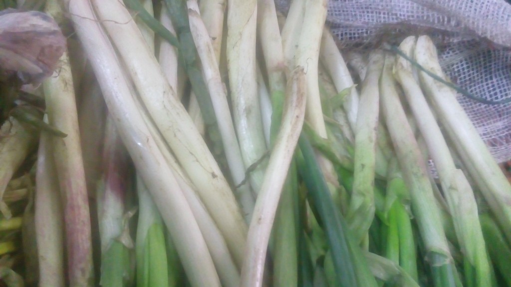 Cebolla larga