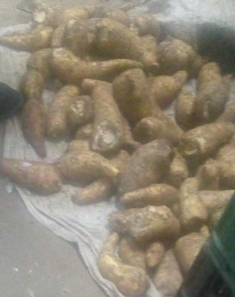 Arracacha