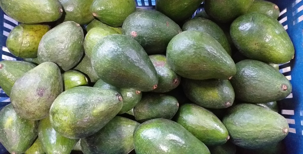 Aguacate booth 8