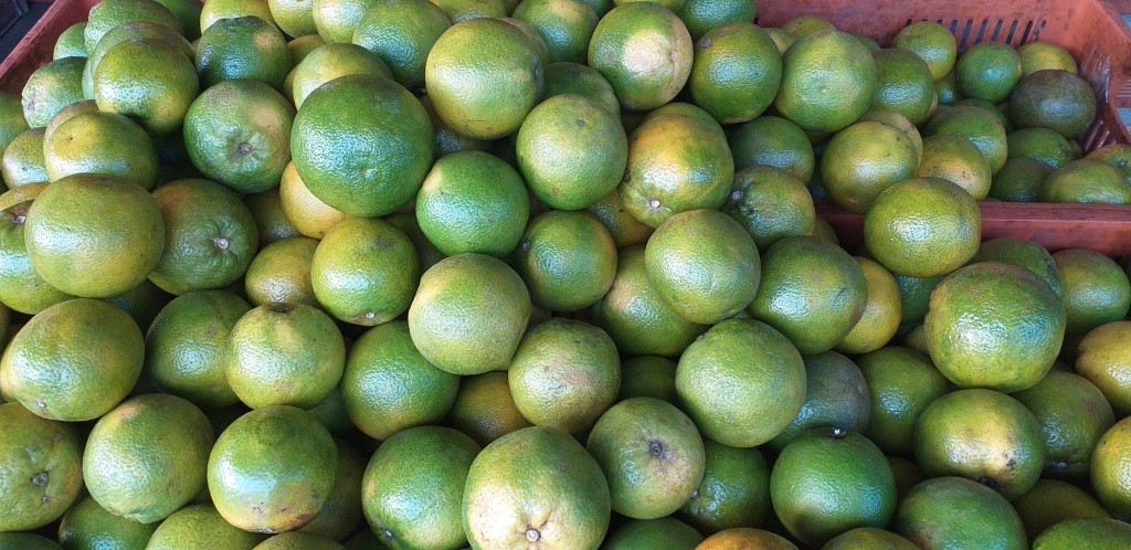 Naranja valencia de 1ra