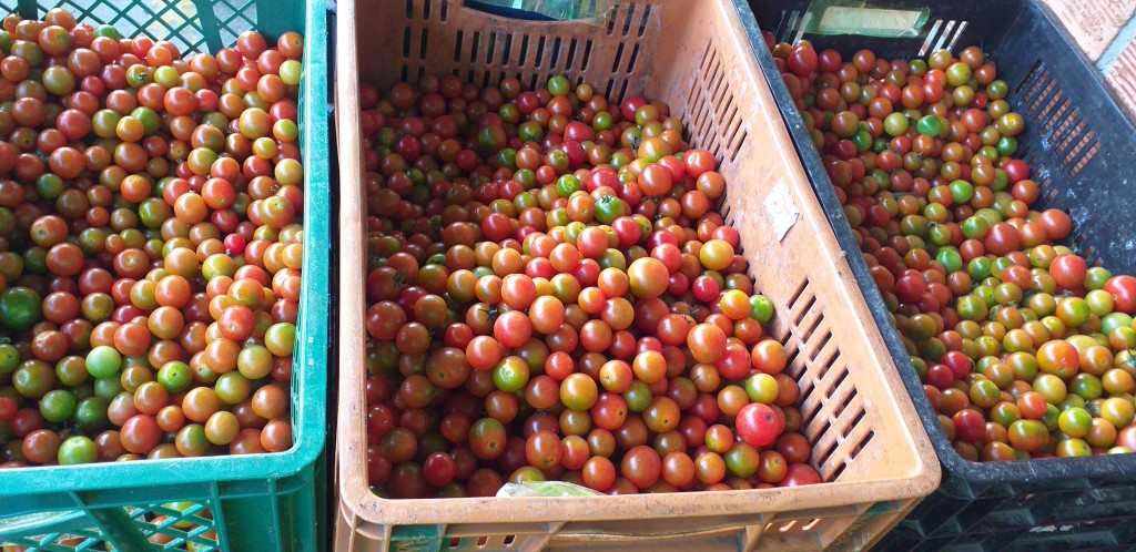 Tomate cherry