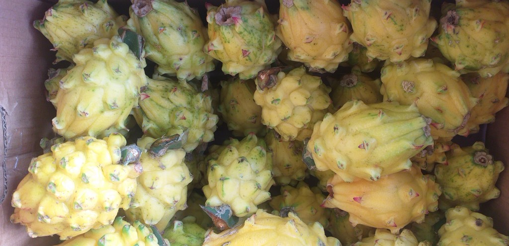 Pitahaya nacional de 1ra