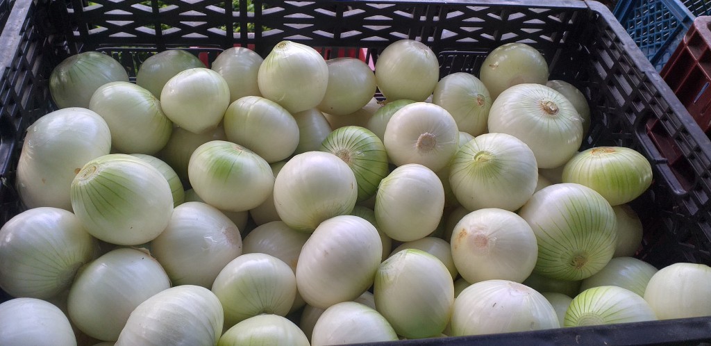 Cebolla blanca pelada