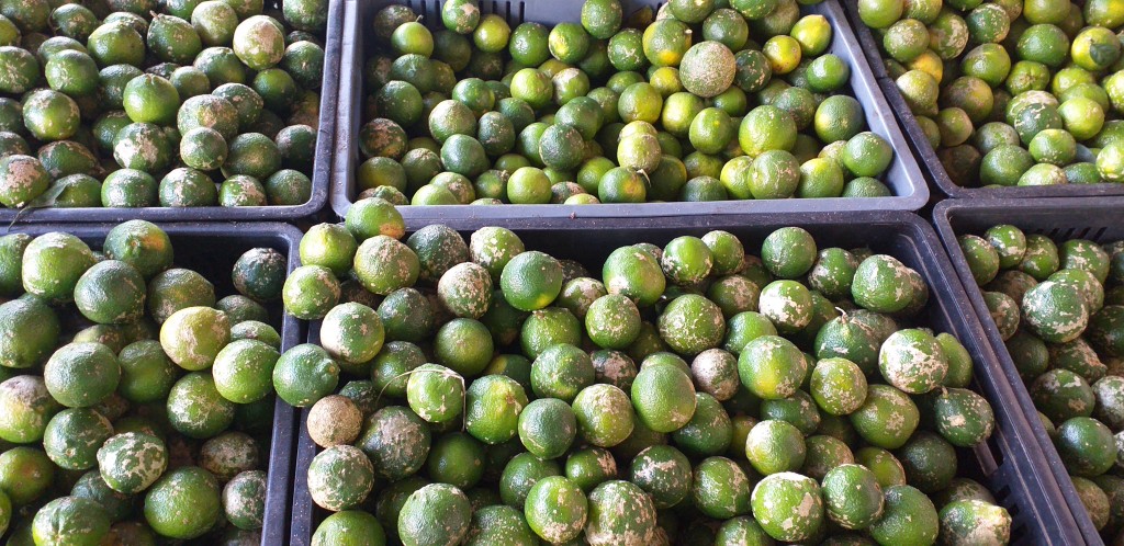 Limon mandarino