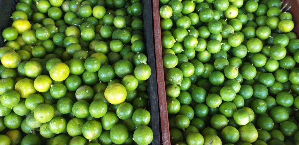 Limon criollo