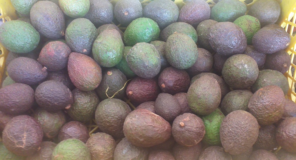 Aguacate hass