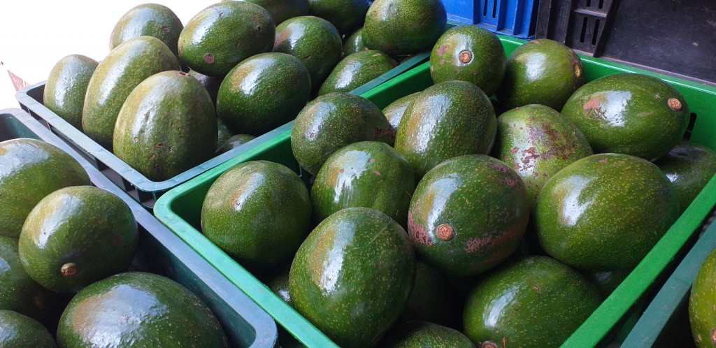 Aguacate choquette