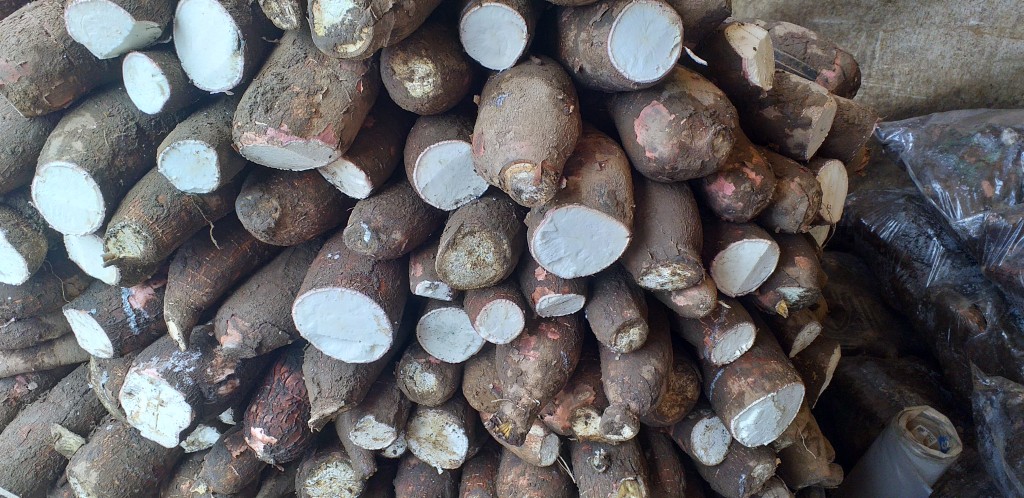 Yuca chirosa