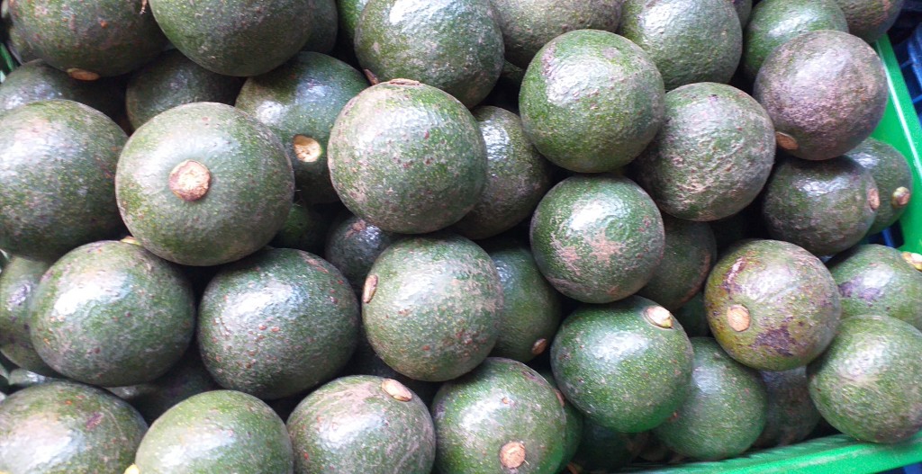 Aguacate reed parejo