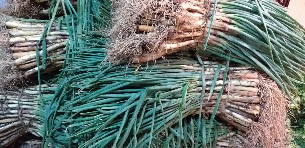 Cebolla rama