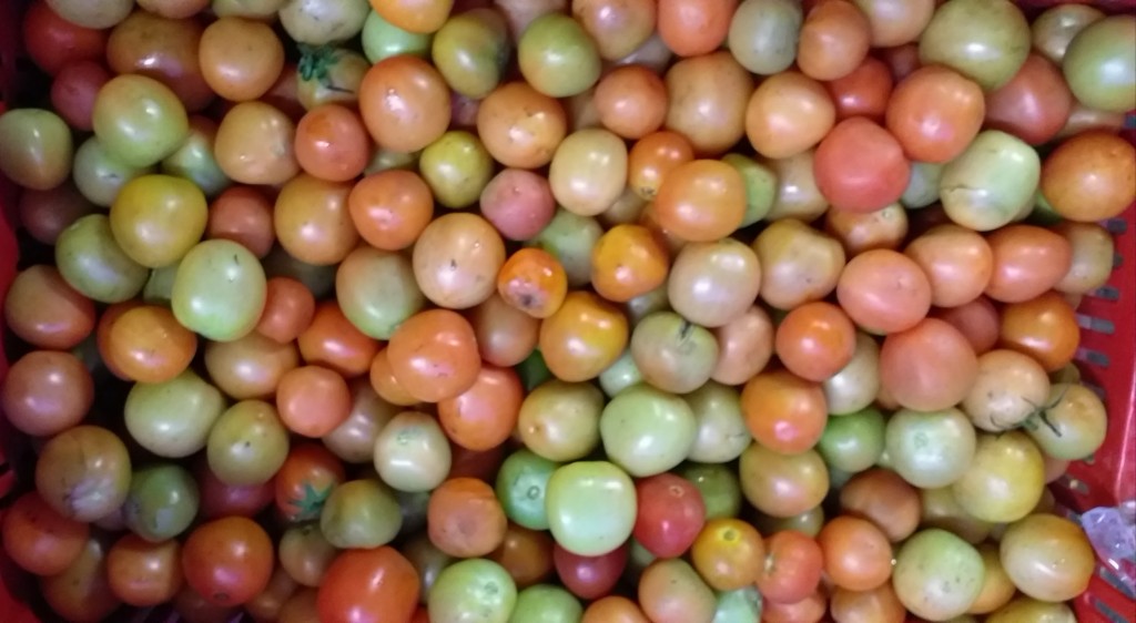 Tomate chonto delgado