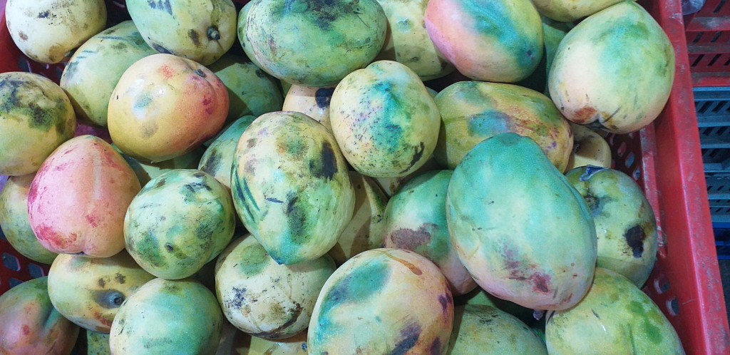 Mango reina