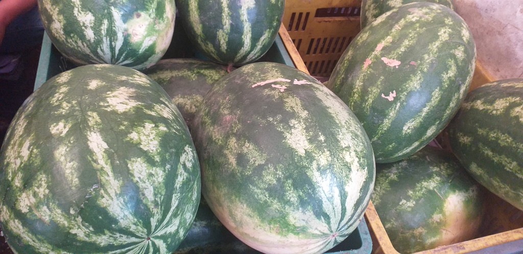 Sandia gruesa