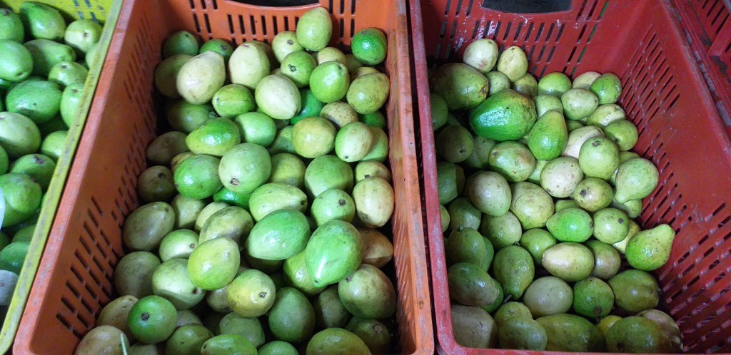 Guayaba pera