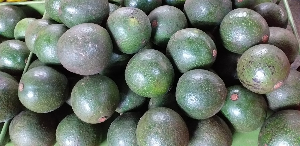 Aguacate reed