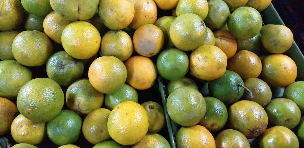 Naranja valencia