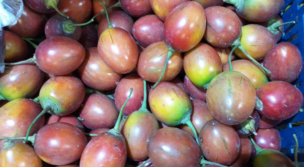 Tomate injerto