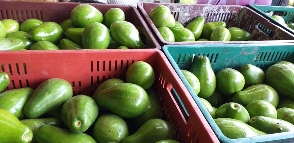 Aguacate papelillo
