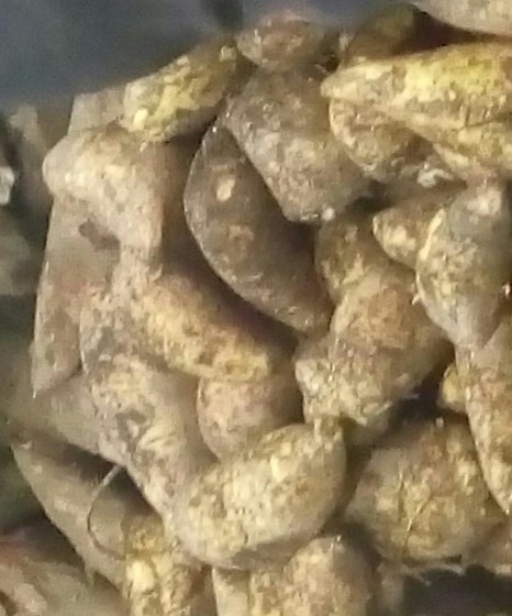 Arracacha