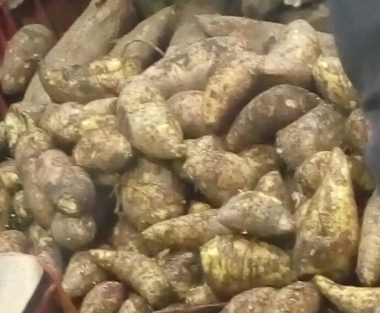Arracacha