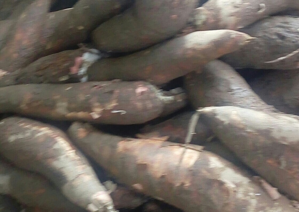 Yuca