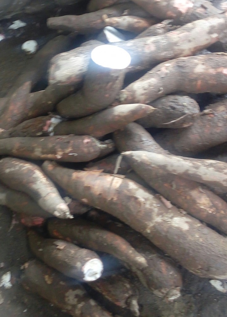 Yuca