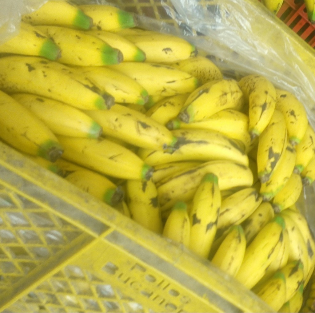 Banano criollo