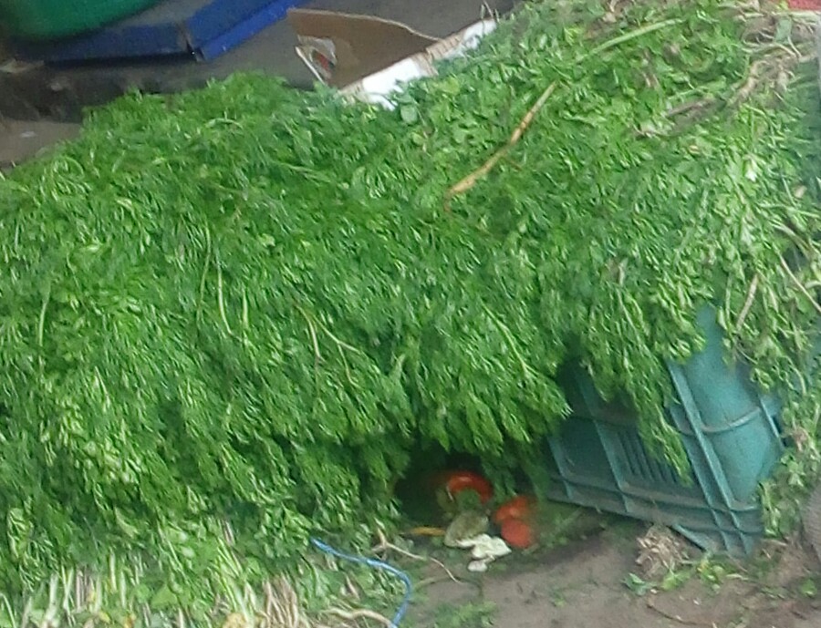Cilantro