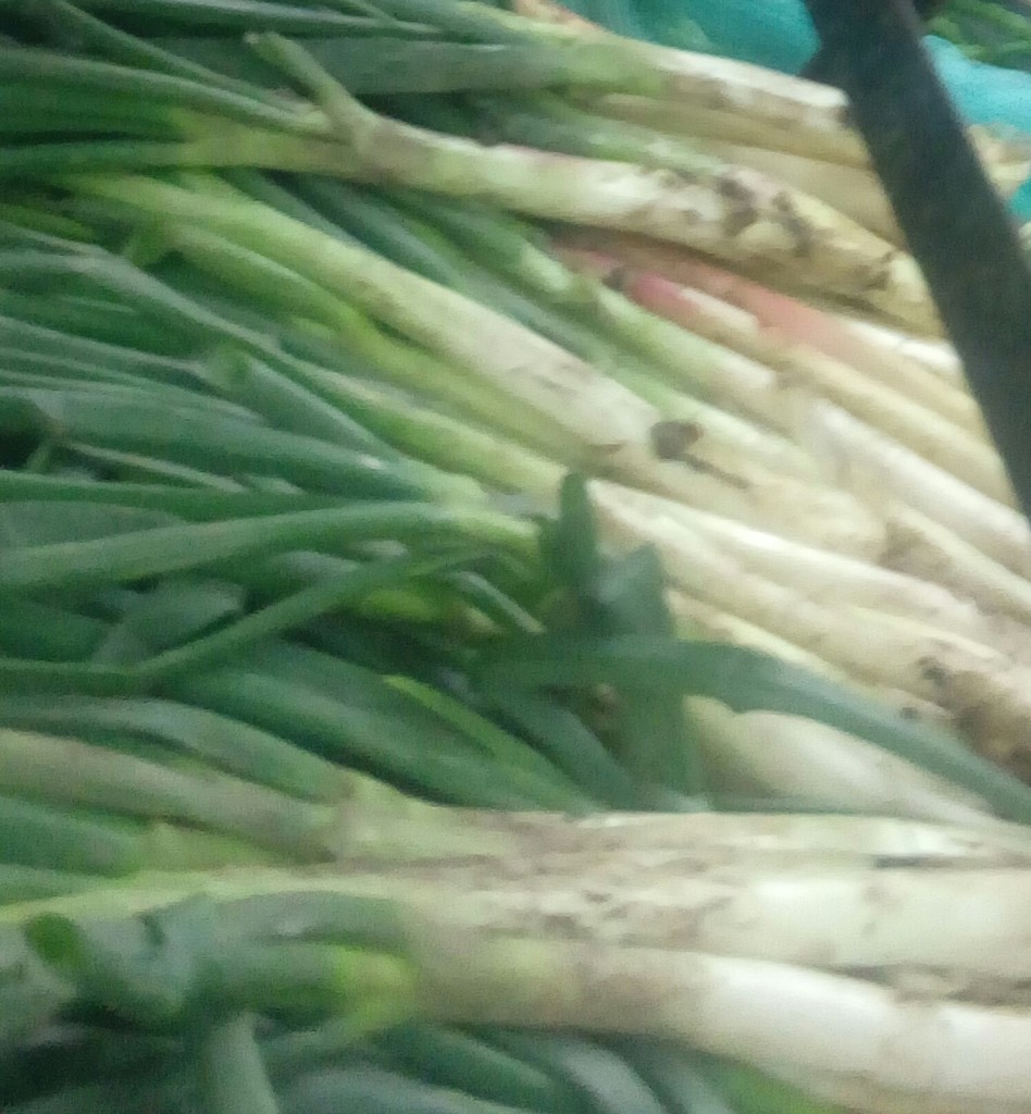 Cebolla larga