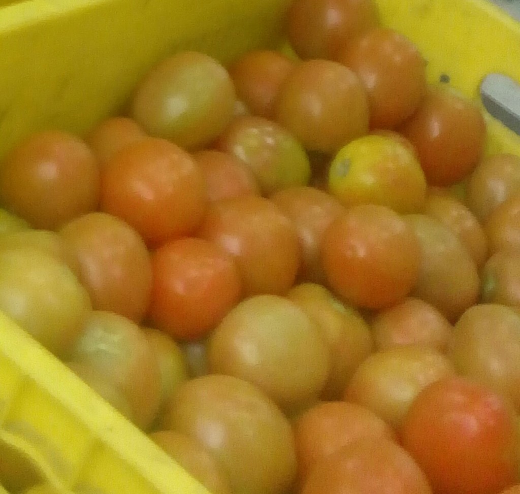 Tomate chonto