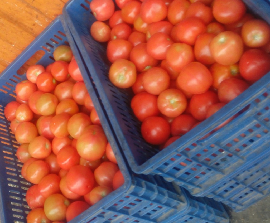 Tomate chonto parejo